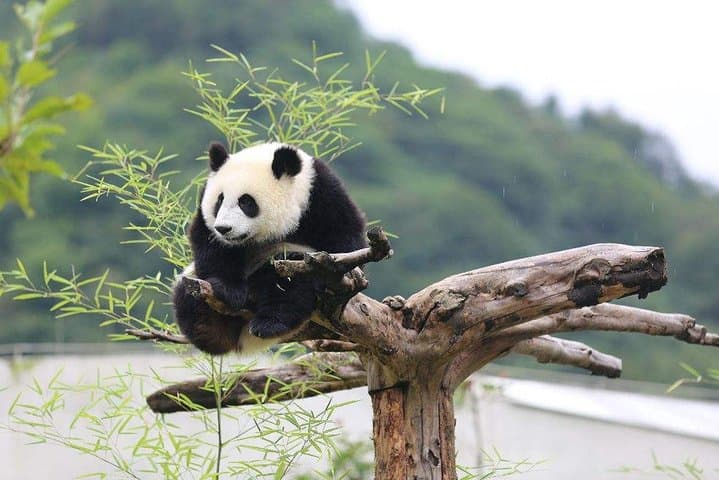 Chengdu Panda Base and Leshan Giant Buddha Day Tour — Pandas, Cliff Buddha & Cultural Stops photo 3