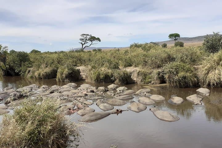 Serengeti National Park Migration Safari: 6-Day Private Tour from Arusha photo 2