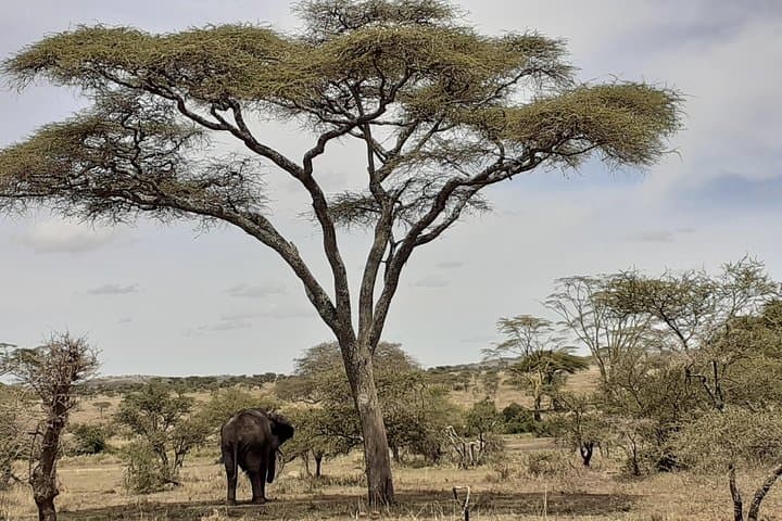 Serengeti National Park Migration Safari: 6-Day Private Tour from Arusha photo 4