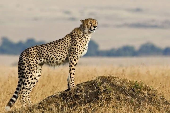 Serengeti National Park Migration Safari: 6-Day Private Tour from Arusha photo 3