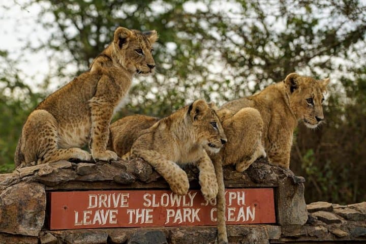 Nairobi National Park Safari: Wildlife Meets Skyline in an Unmatched Half-Day Adventure photo 4