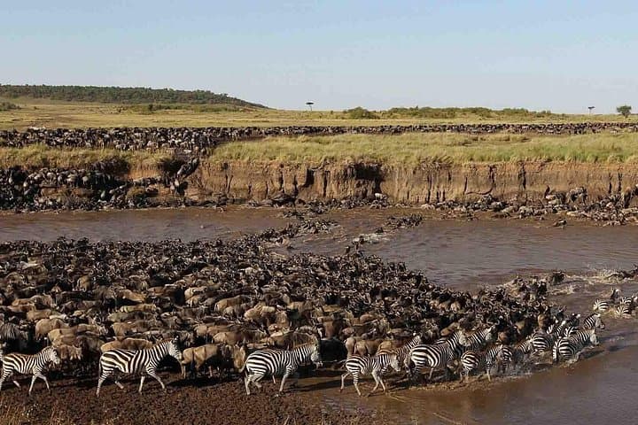6-Day Luxury Tented Safari: Amboseli, Lake Nakuru & Maasai Mara photo 2
