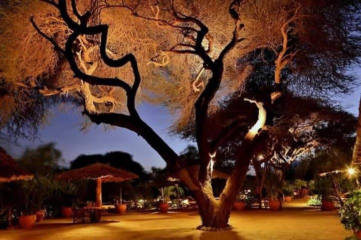 Amboseli 3-Day Luxury Safari: Elephants, Kilimanjaro Views & Private Game Drives photo 2