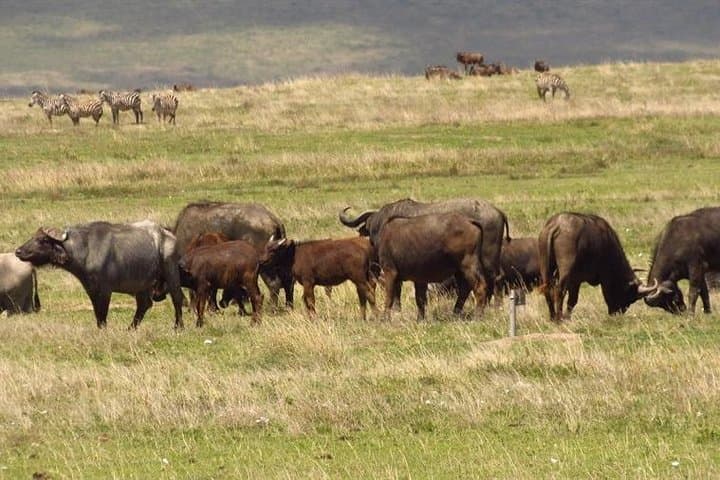 4-Day Big Five Safari: Maasai Mara & Lake Nakuru Highlights photo 6