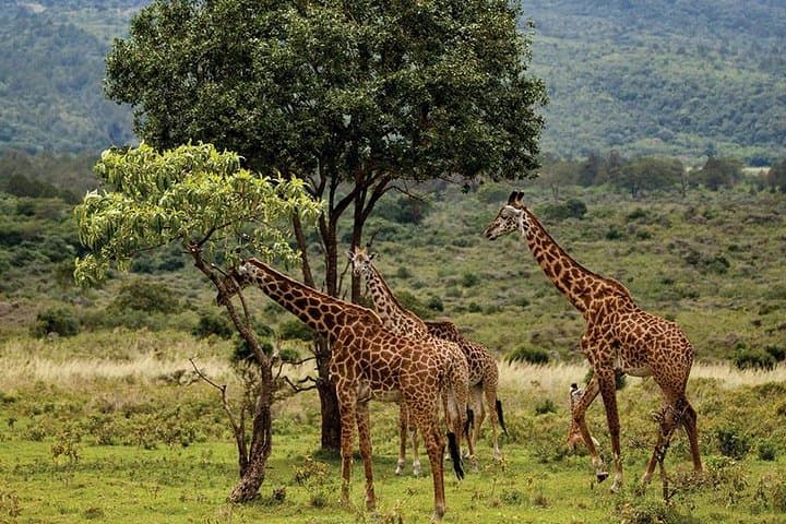 Mount Meru 4-Day Hike: Summit Socialist Peak from Arusha photo 3