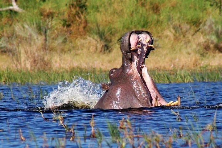 7-Day Kenya Tented Camp Safari: Amboseli to Masai Mara Wildlife Circuit photo 2