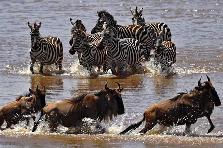 5-Day Maasai Mara, Lake Naivasha & Lake Nakuru Safari — Big Cats, Flamingos & Rift Valley Views photo 4