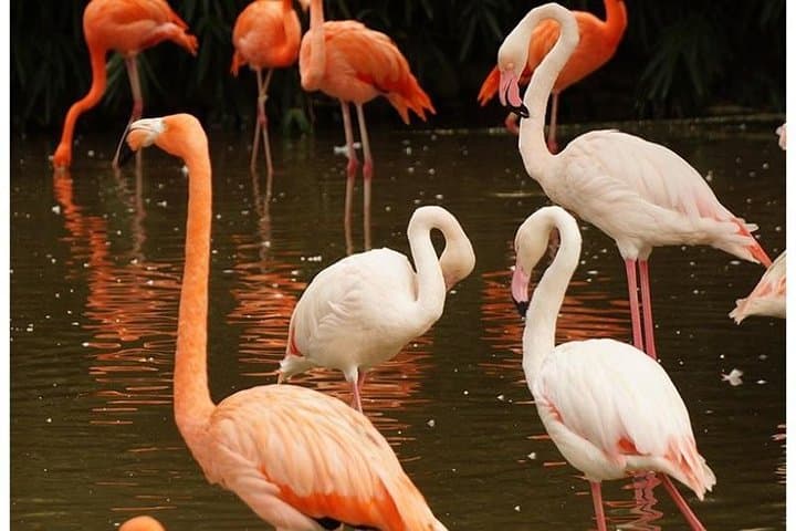 7-Day Kenya Tented Camp Safari: Amboseli to Masai Mara Wildlife Circuit photo 4