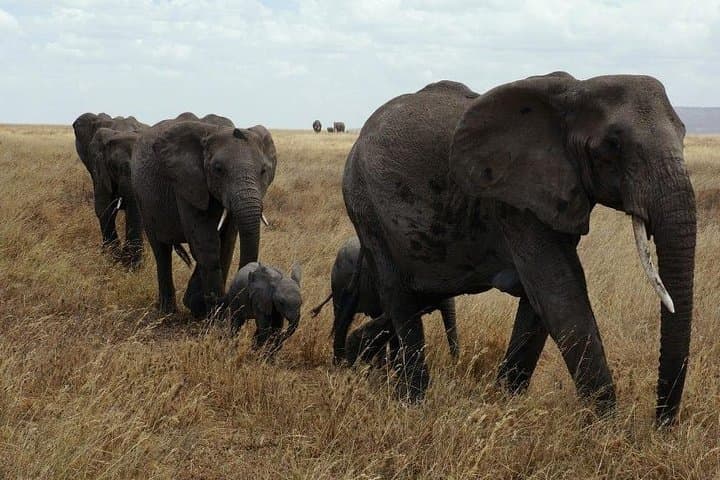 5-Day Kenya Wildlife Safari — Lake Nakuru Flamingos & Maasai Mara Game Drives photo 4