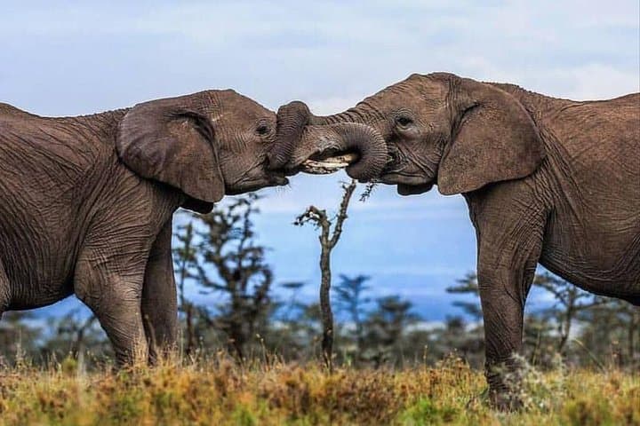 5-Day Kenya Wildlife Safari — Lake Nakuru Flamingos & Maasai Mara Game Drives photo 6