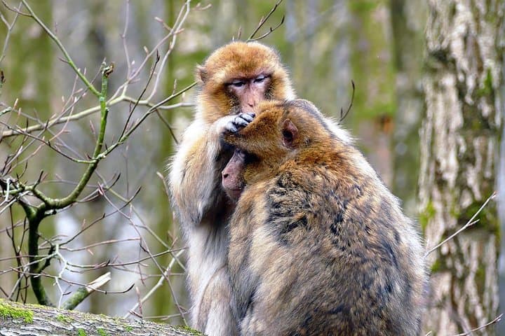 Atlas Mountains Day Trip from Fez — Cedar Forests, Ifrane & Barbary Monkeys