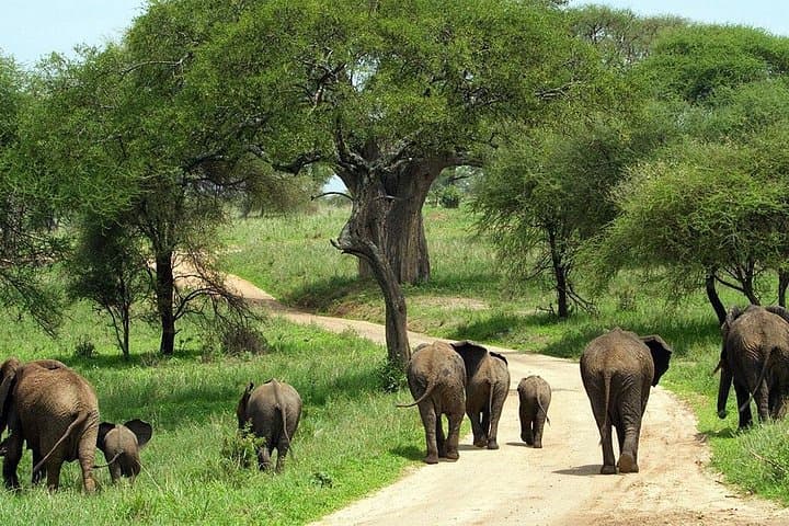Tarangire National Park Safari: Up-Close Elephant Viewing and Multi-Day Wildlife Circuit photo 1