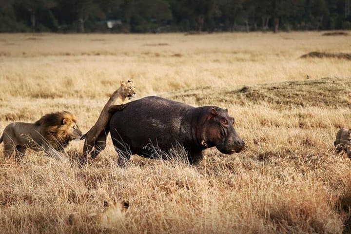 Masai Mara Wildebeest Migration: 8-Day Safari from Nairobi photo 4