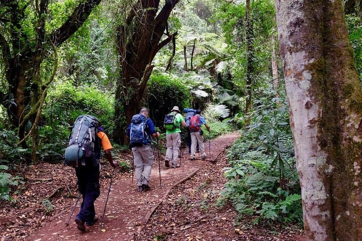 7-Day Marangu Route Mount Kilimanjaro Trek and Uhuru Peak Summit