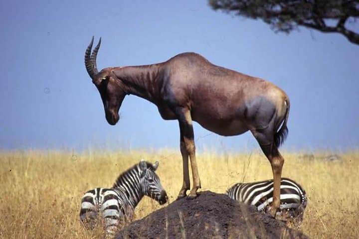 3-Day Maasai Mara Wildebeest Migration Safari — Big Five Game Drives & Tented Camp photo 5