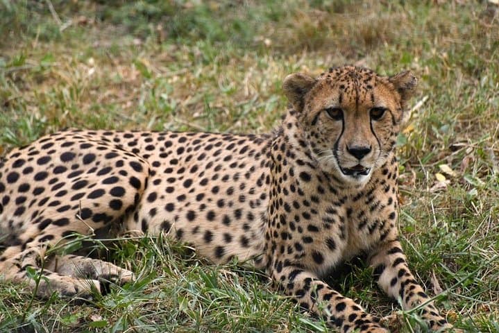 3-Day Private Maasai Mara Safari: Big Cats, Wildebeest Migration & Tented Camp photo 5