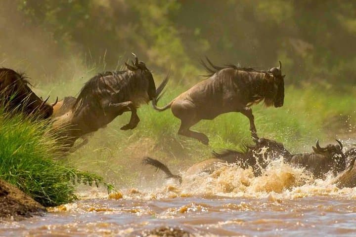 Budget 3-Day Maasai Mara Safari: Wildlife & Migration Highlights photo 3