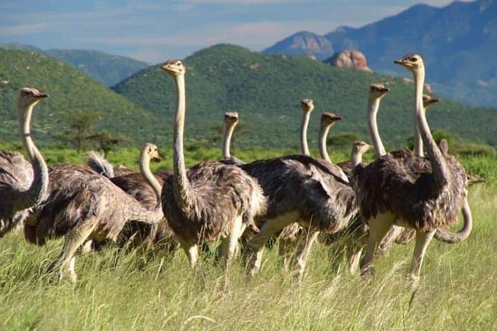 6-Day Big Five Safari: Samburu, Lake Nakuru & Maasai Mara Adventure photo 6