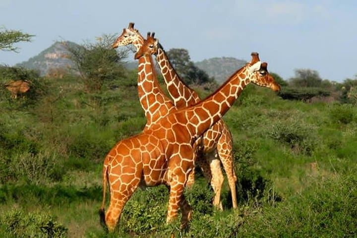 3-Day Maasai Mara Camping Safari from Nairobi photo 2