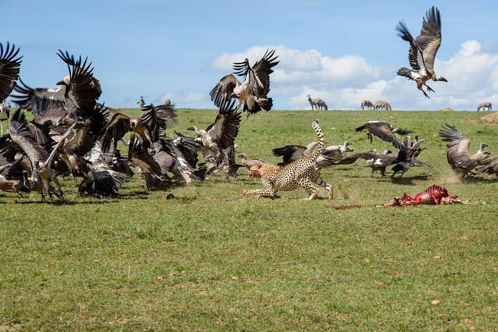 6-Day Big Five Safari: Samburu, Lake Nakuru & Maasai Mara Adventure