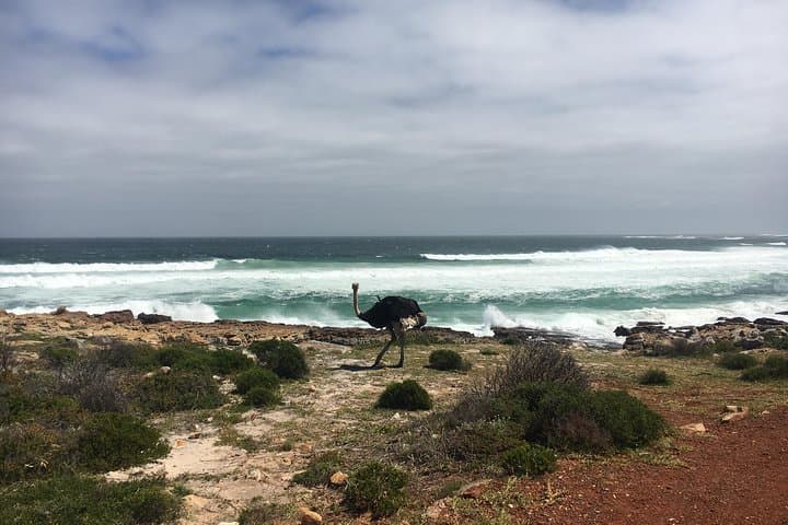 E-Bike Cape Peninsula Tour: Cape Point, Wildlife & Coastal Rides photo 5