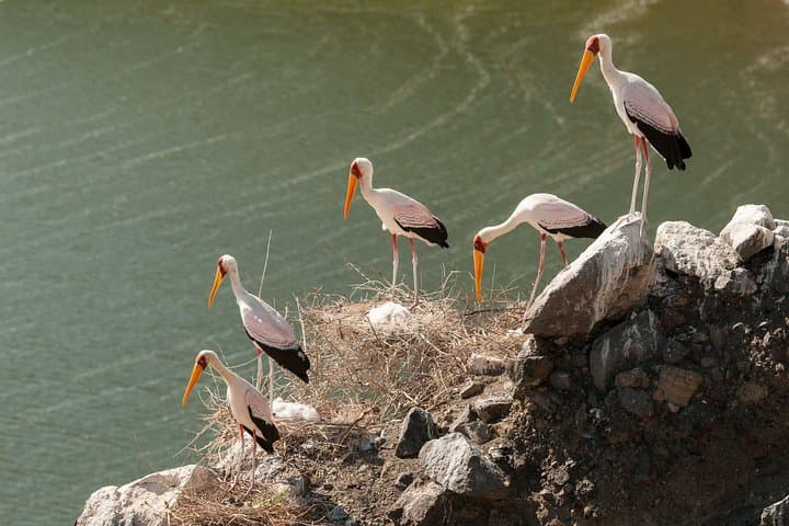 9-Day Kenyan Camping Safari: Samburu, Mara, Amboseli & Rift Valley photo 3