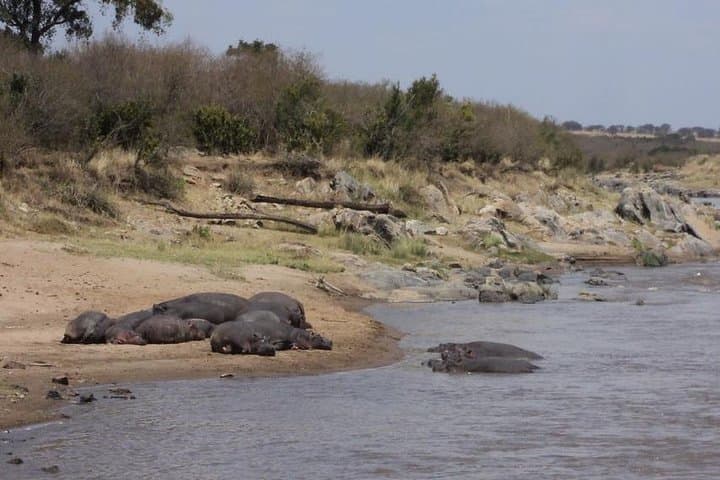 3-Day Maasai Mara Wildebeest Migration Safari — Big Five Game Drives & Tented Camp photo 4