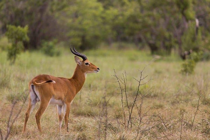 10-Day Great Migration Safari: Masai Mara, Lake Nakuru & Samburu photo 5