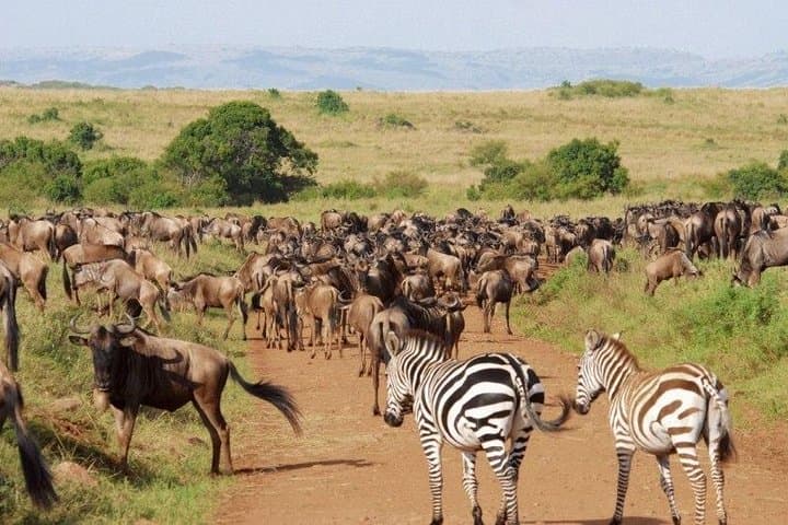 6-Day Big Five Safari: Samburu, Lake Nakuru & Maasai Mara Adventure photo 3