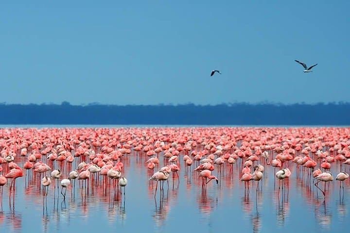 6-Day Big Five Safari: Samburu, Lake Nakuru & Maasai Mara Adventure photo 4