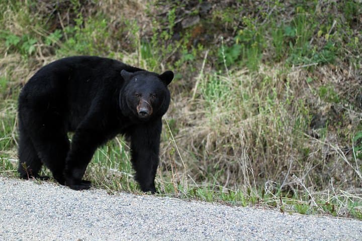 Yukon Extended Summit Drive: Day Trip from Skagway to Carcross & Summit Lake photo 4