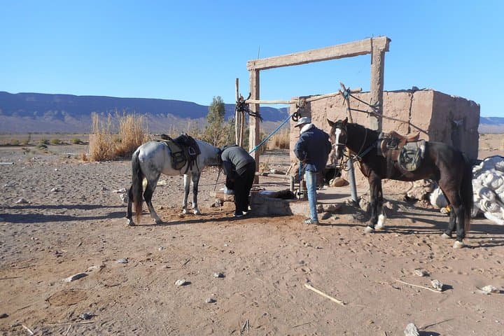 Morocco Desert Trail on Horseback: 6-Day Zagora to Jebel Bani Ride photo 4