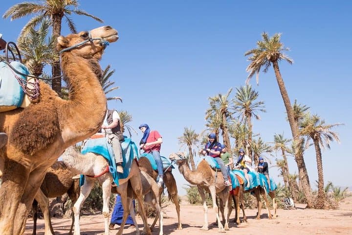 Camel Ride Through La Palmeraie: Marrakech Palm Grove Adventure photo 4