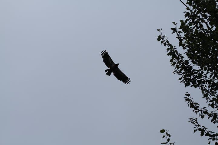Half-Day Float Through Chilkat Bald Eagle Preserve: Haines Rafting & Wildlife Viewing photo 6