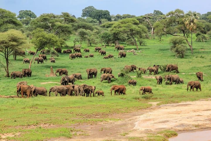 3-Day Tanzania Safari: Tarangire, Ngorongoro Crater & Lake Manyara photo 2
