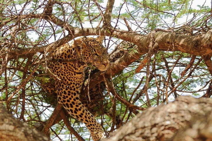 3-Day Tanzania Safari: Tarangire, Ngorongoro Crater & Lake Manyara photo 3