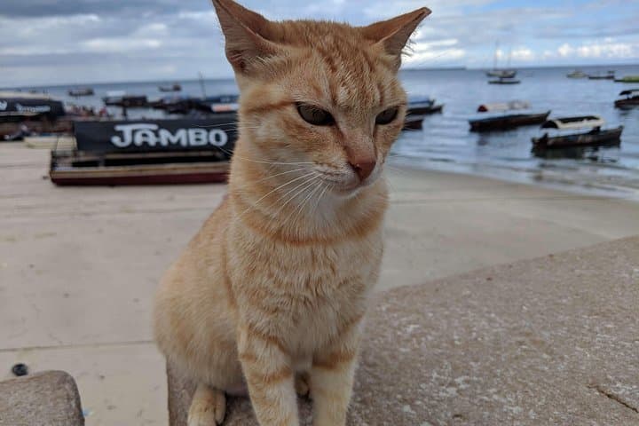Prison Island & Stone Town Day Tour — Snorkel, Tortoises & Historic Streets photo 4