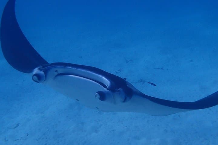 Bora Bora Luxury Private Half-Day Snorkeling Tour: Mantas, Coral Gardens & Eagle Rays photo 4
