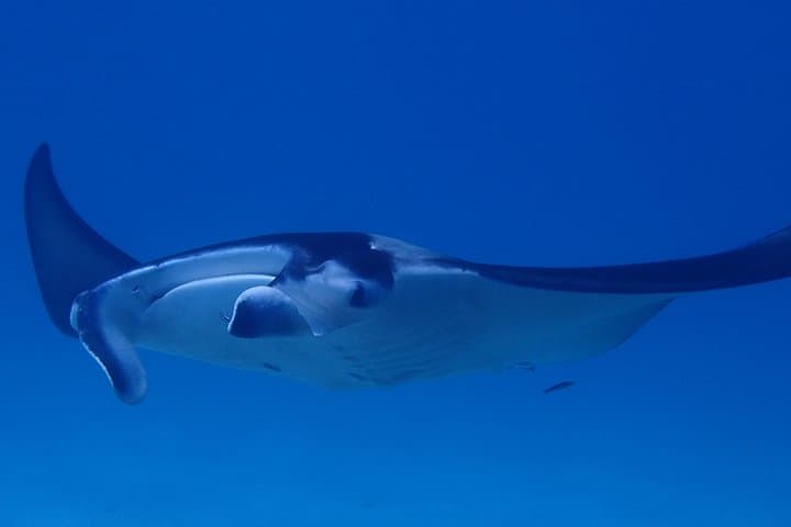 Luxury Full-Day Snorkeling in Bora Bora: Lagoon Cruise, Mantas & Motu Lunch photo 4