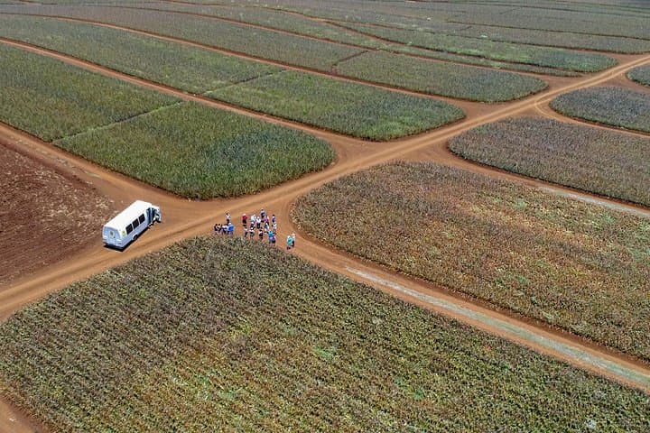 Maui Pineapple Farm Tour in Haliimaile: Upcountry Pineapple Fields & Tasting photo 6