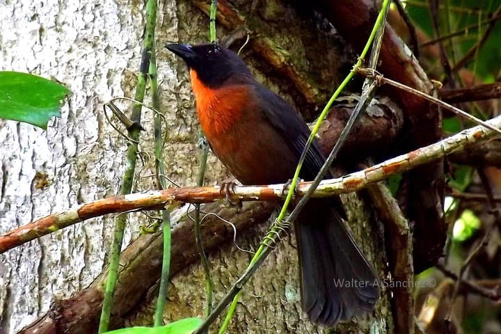 Drake Bay Early Birds: Morning Birdwatching Tour in Osa Peninsula photo 3