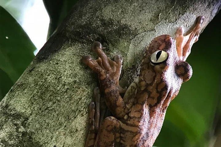 Manuel Antonio Night Wildlife Tour: After-Dark Rainforest Walk & Rescue Shelter Visit photo 4