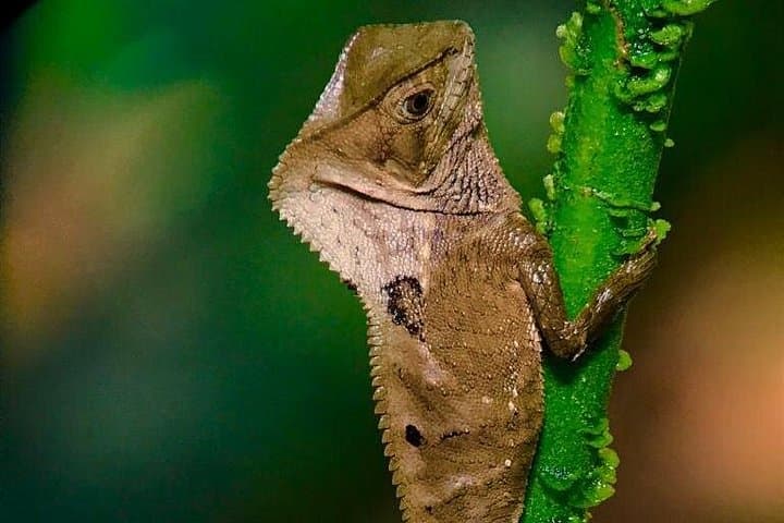 Manuel Antonio Night Wildlife Tour: After-Dark Rainforest Walk & Rescue Shelter Visit photo 3