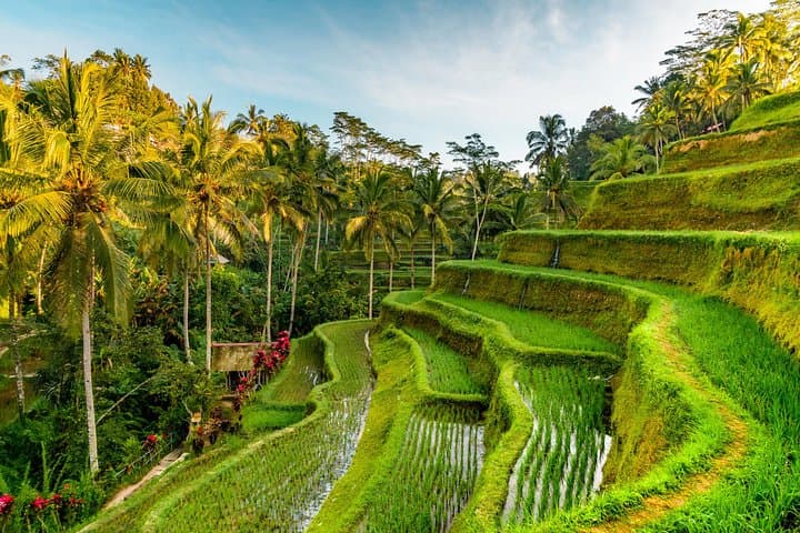 Ubud One-Day Highlights: Swing, Monkey Forest, Temple & Waterfall Tour photo 5