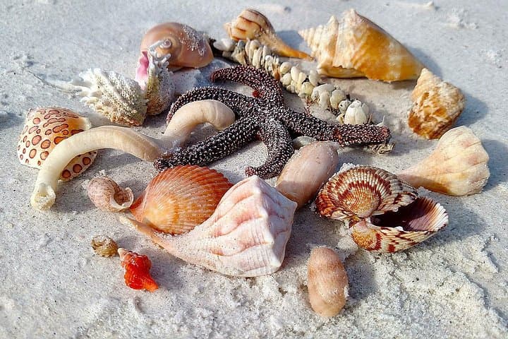Shell Key Preserve Kayak Tour with Local Guide — Mangrove Tunnels, Shelling & Wildlife photo 2