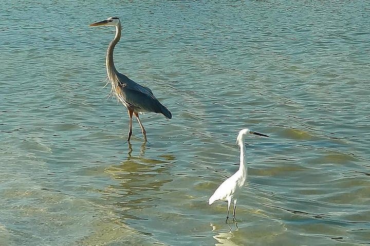Shell Key Preserve Kayak Tour with Local Guide — Mangrove Tunnels, Shelling & Wildlife photo 3