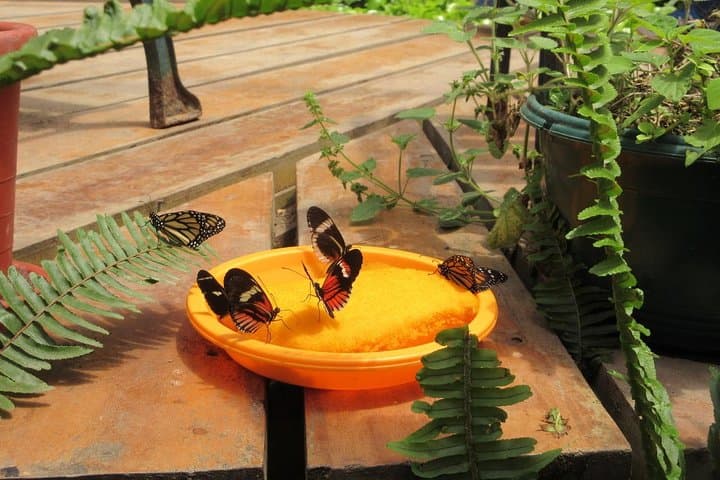 Mindo Cloud Forest Full-Day Tour from Quito: Waterfalls, Butterflies & Canopy photo 3