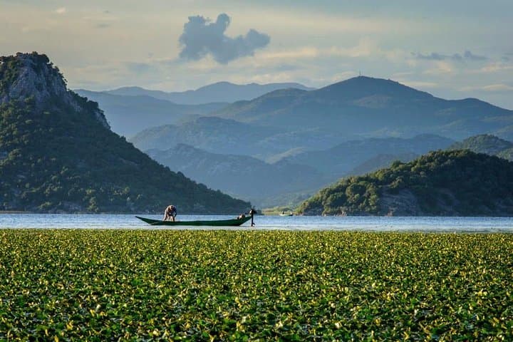 Skadar Lake boat ride through the "Montenegrin Amazon" with wine tasting