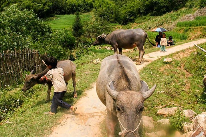 Sapa Easy Trekking Tour: Rice Terraces, Ta Phin Cave & Hill-Tribe Villages photo 2