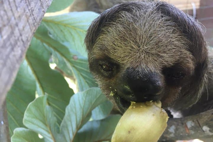 Roatán Monkey & Sloths Sanctuary and Sandbar Snorkel Adventure photo 2